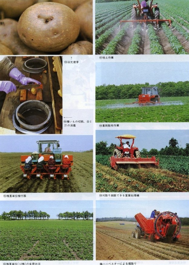 採種栽培の主要作業